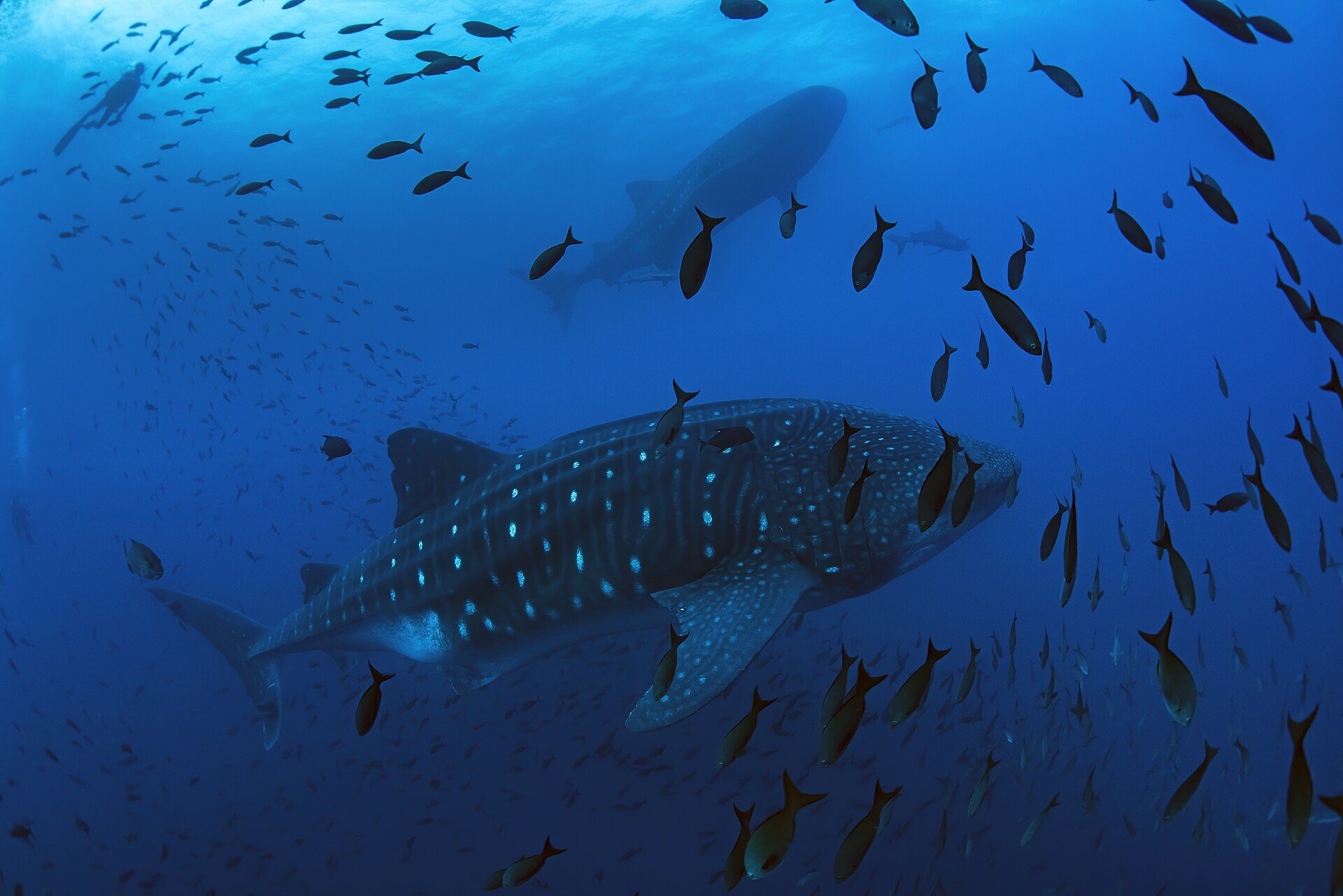 Whale sharks in open water, Galápagos
