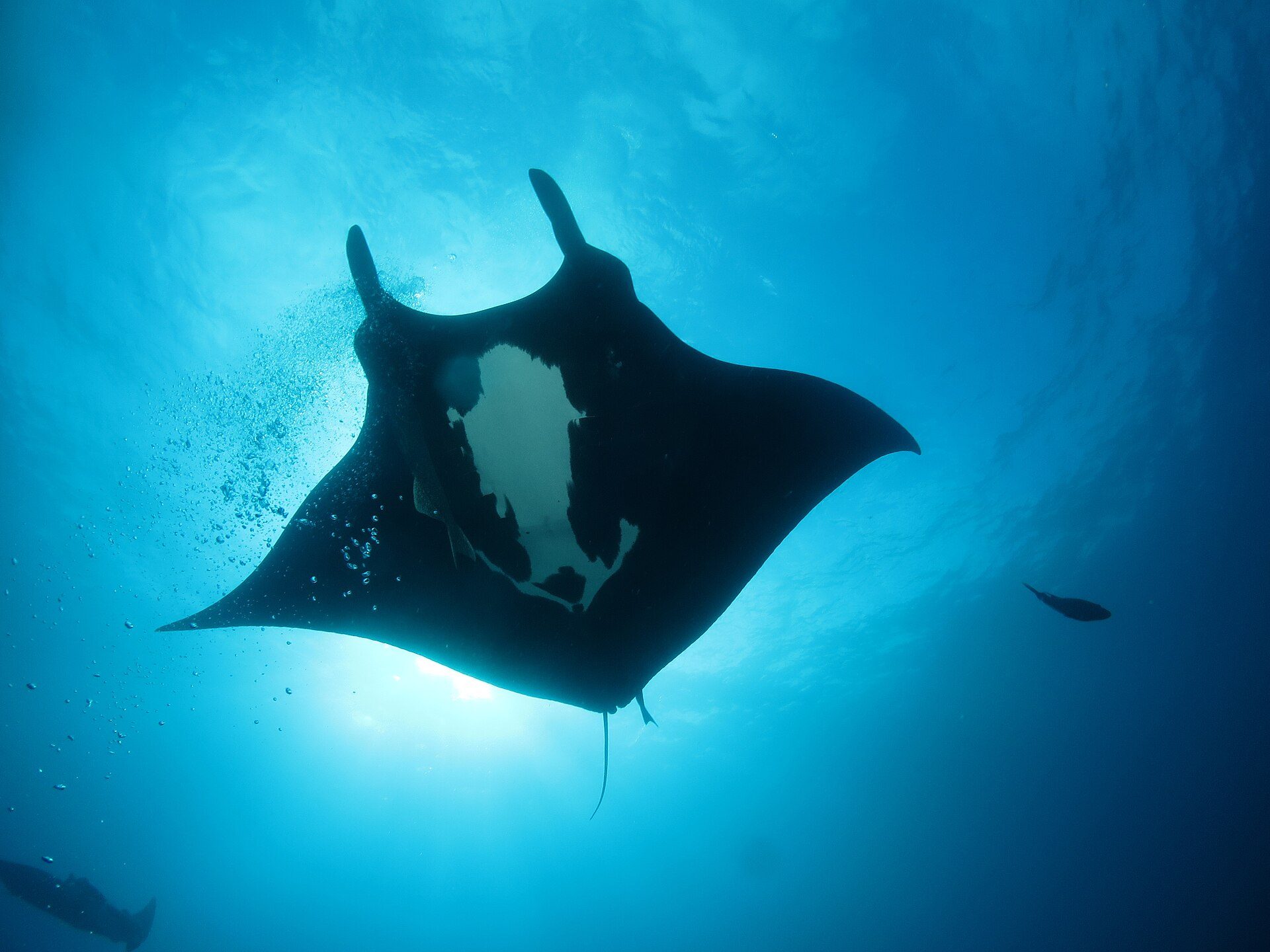 Oceanic manta ray in blue water