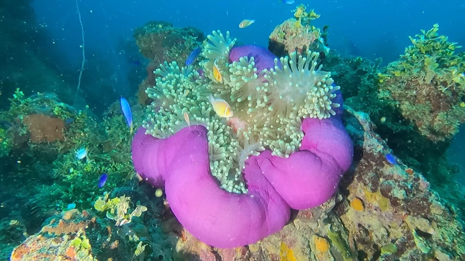 Giant magenta anemone with anemonefish growing on a WWII wreck in Truk Lagoon